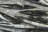 Polished Fossil Orthoceras (Cephalopod) Plate - Morocco #372639-1